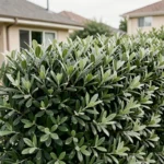 Haie persistante de Pittosporum Kohuhu formant un brise-vue naturel dans un jardin résidentiel