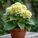 Hortensia en pot avec feuilles jaunissantes et tiges molles posé sur une table de jardin en bois