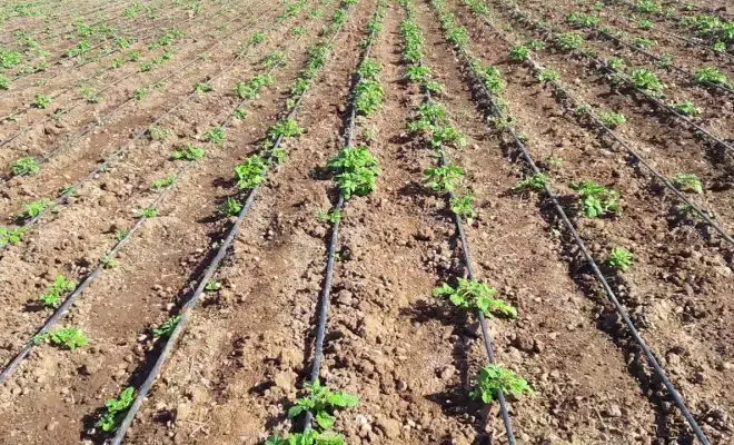 irrigation goutte à goutte