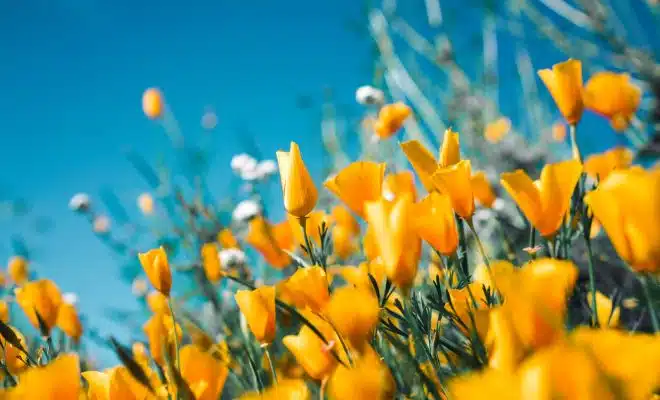 orange petaled flowers