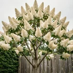 Lilas du Japon en pleine floraison dans un jardin avec grandes panicules blanc crème au sommet des branches