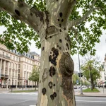 Mûrier platane en milieu urbain présentant des lésions fongiques visibles sur l'écorce le long d'un boulevard de ville