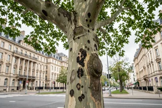 Mûrier platane en milieu urbain présentant des lésions fongiques visibles sur l'écorce le long d'un boulevard de ville