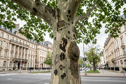 Mûrier platane en milieu urbain présentant des lésions fongiques visibles sur l'écorce le long d'un boulevard de ville