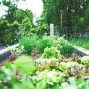 herbes and salades plantées dans un bac surélevé