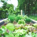 herbes and salades plantées dans un bac surélevé