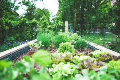 herbes and salades plantées dans un bac surélevé