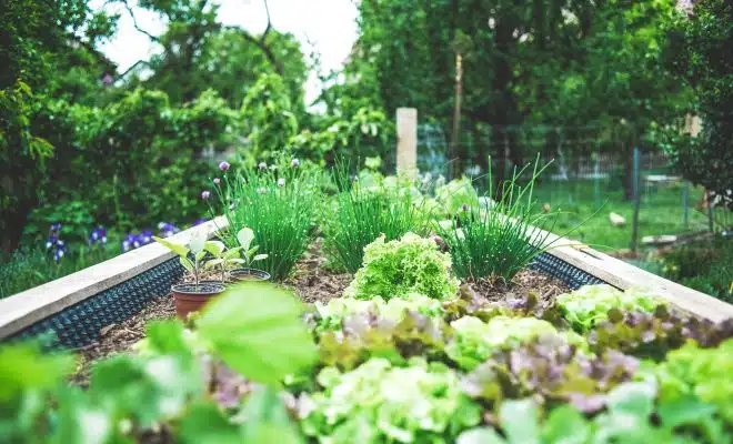 herbes and salades plantées dans un bac surélevé