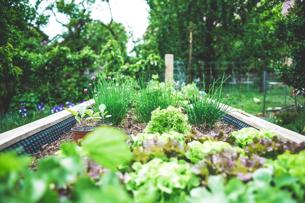 herbes and salades plantées dans un bac surélevé