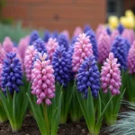 Massif de jacinthes orientalis violettes et roses associées à des tulipes jaunes et des graminées ornementales dans un jardin fleuri au printemps