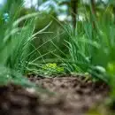 a close up of some grass and dirt