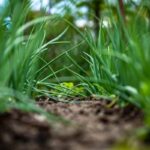 a close up of some grass and dirt