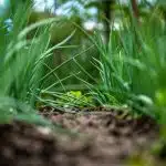 a close up of some grass and dirt