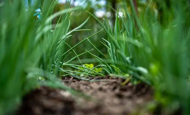 a close up of some grass and dirt