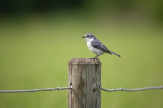 Petit oiseau gris et blanc perché sur un piquet de clôture en bois dans la campagne française
