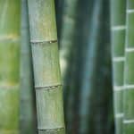Quelles sont les différentes variétés de bambou ?
