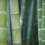 Quelles sont les différentes variétés de bambou ?