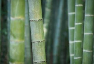 Quelles sont les différentes variétés de bambou ?