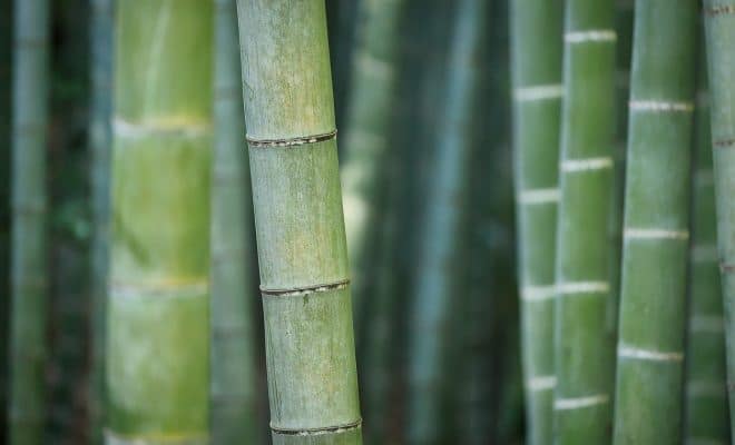 Quelles sont les différentes variétés de bambou ?