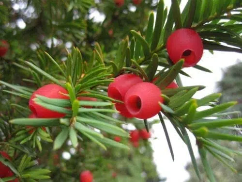 taxus Baccata