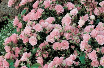 Quel engrais bio pour mes rosiers ?