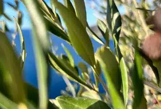 close-up of a plant