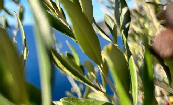 close-up of a plant