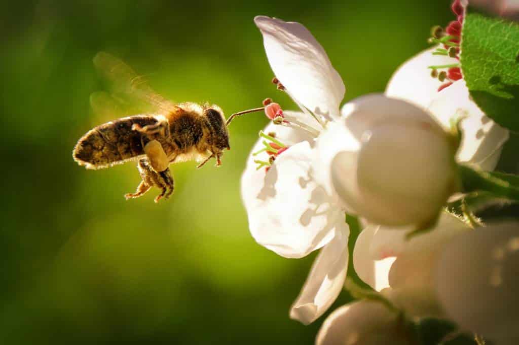 insectes utiles pour l'écosystème